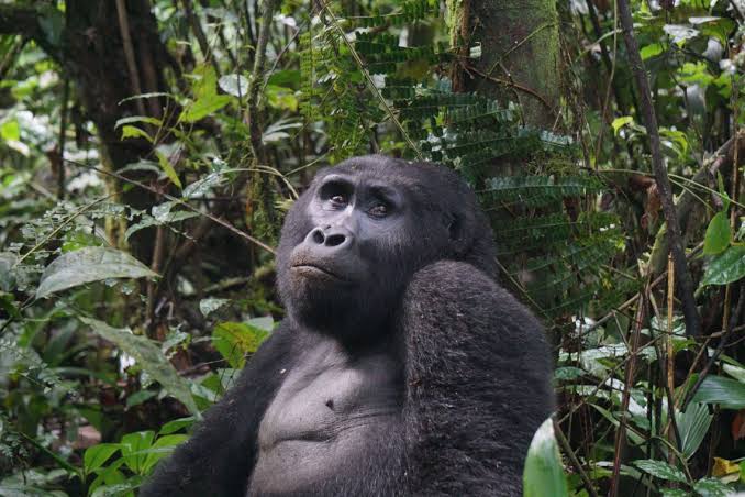 Planning an Entebbe to Gorilla Trekking Transfer